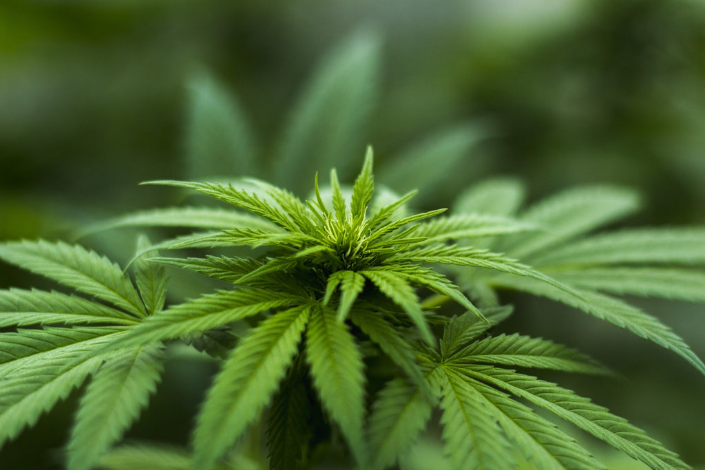 CBD : quelle différence avec le cannabis ? Ce que dit la loi