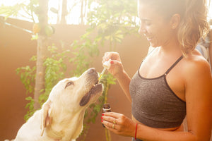 CBD pour chiens : Remède efficace pour traiter son chien