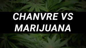 Chanvre vs marijuana