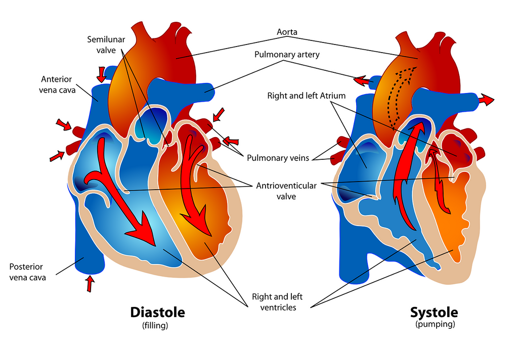 CBD pour les maladies cardiaques : Avantages, effets secondaires et traitement